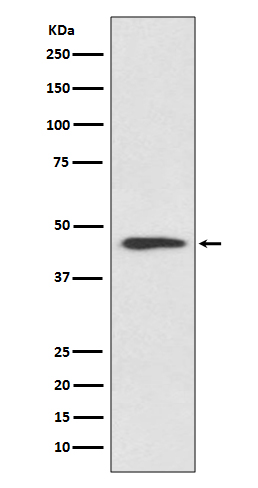 1 - Cyclin B2 Rabbit mAb AP77547