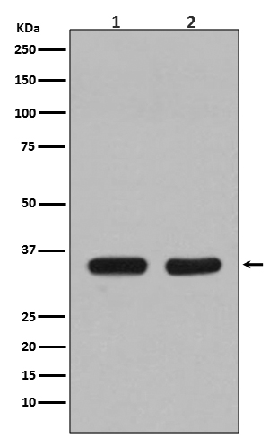 1 - CDC34 Rabbit mAb AP77581
