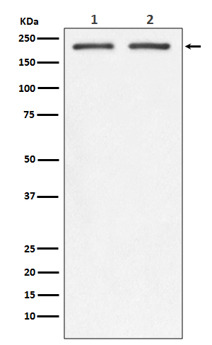 1 - Integrin beta 4 Rabbit mAb AP77657