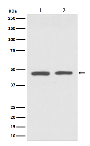 1 - GATA3 Rabbit mAb AP77217