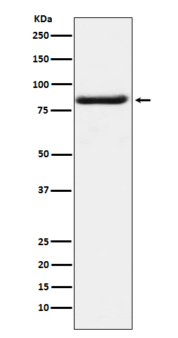 1 - BAG3 Rabbit mAb AP77719