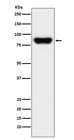 1 - Prothrombin Rabbit mAb AP77724