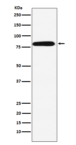 1 - Calpain 2 Rabbit mAb AP77186