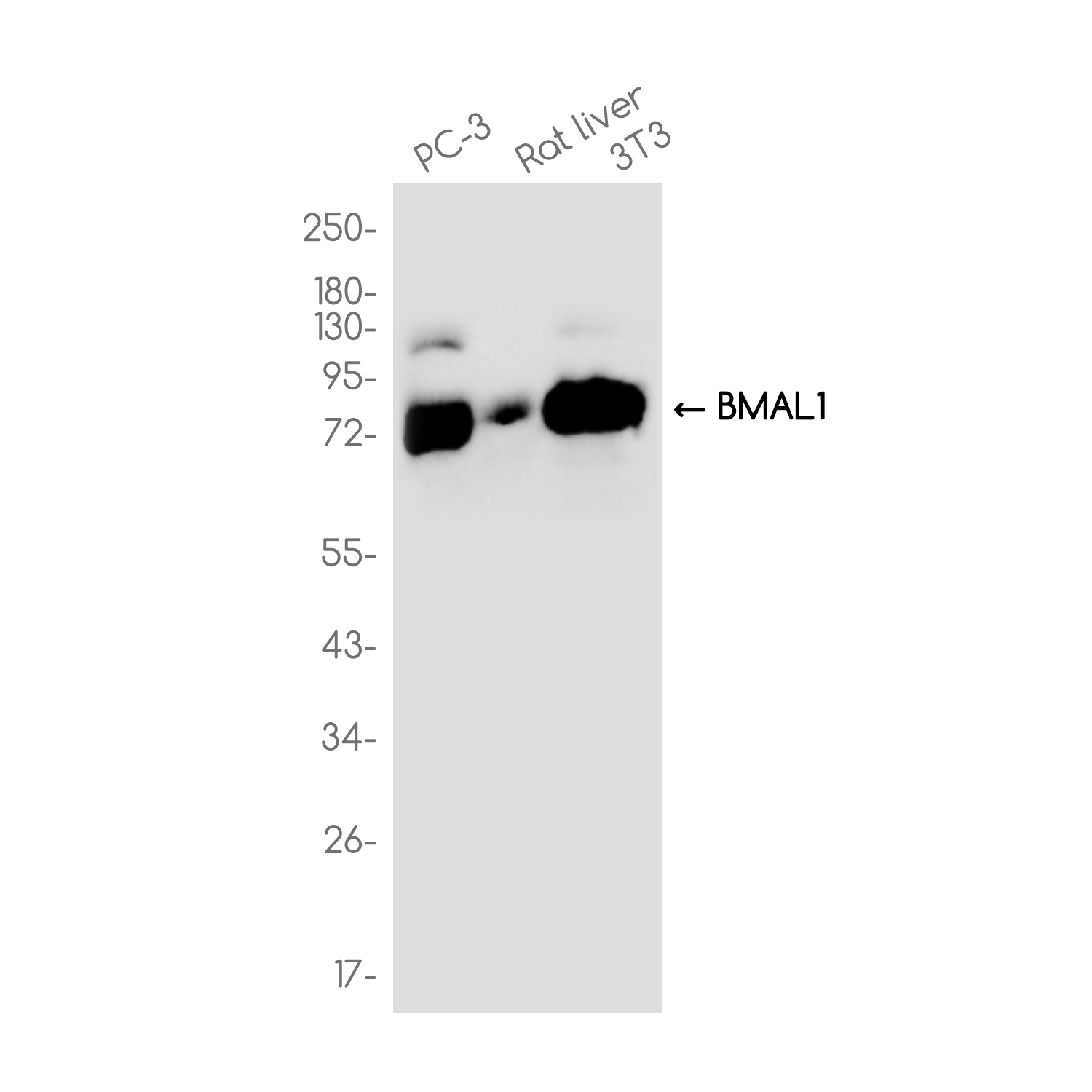 1 - BMAL1 Rabbit mAb AP79006