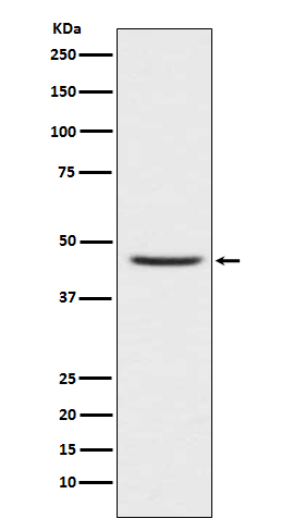 1 - CCR8 Rabbit mAb AP77177