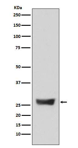 1 - NDUFS3 Rabbit mAb AP77768