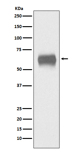 1 - CD5 Rabbit mAb AP77769