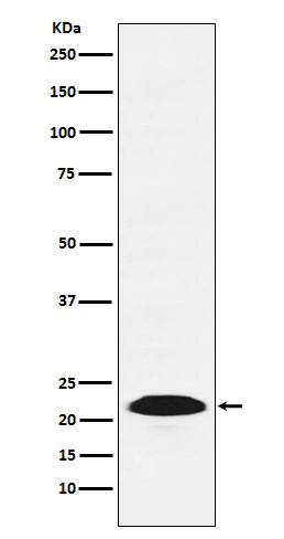 1 - Proteasome beta 9 Rabbit mAb AP77141