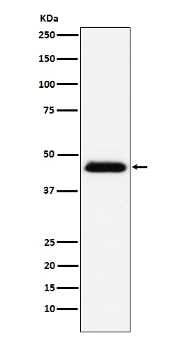 1 - CD48 Rabbit mAb AP77889