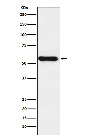 1 - Cytochrome P450 1A2 Rabbit mAb AP77899