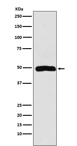 1 - Actin Related Protein 3 Rabbit mAb AP77946