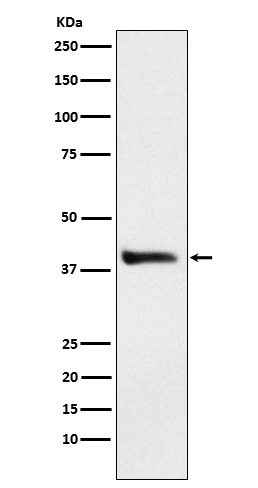 1 - Alcohol Dehydrogenase Rabbit mAb AP78048