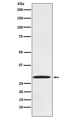 1 - CDX1 Rabbit mAb AP78054