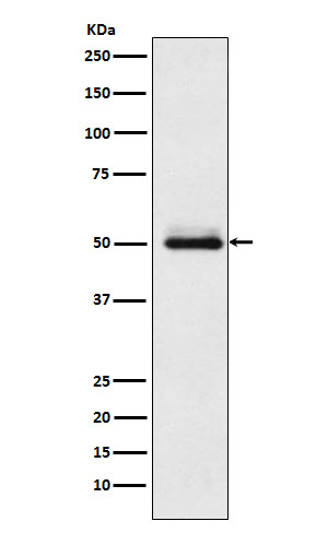 1 - Cytochrome P450 2C9 Rabbit mAb AP77082