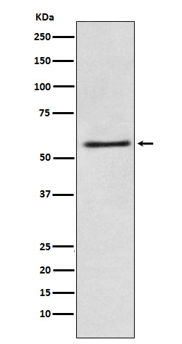 1 - FAAH1 Rabbit mAb AP78088