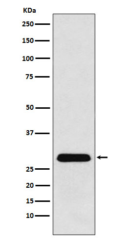 1 - PGAM1 Rabbit mAb AP77079