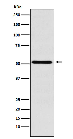 1 - Baf57 Rabbit mAb AP78107
