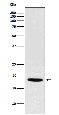 1 - NDUFS4 Rabbit mAb AP78122