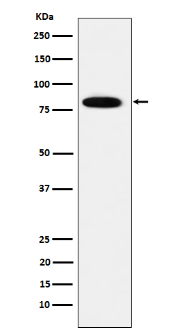 1 - MCM7 Rabbit mAb AP78131