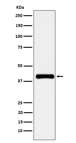 1 - PON1 Rabbit mAb AP76995