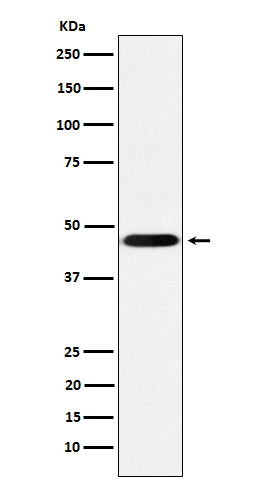 1 - CD16 Rabbit mAb AP78175