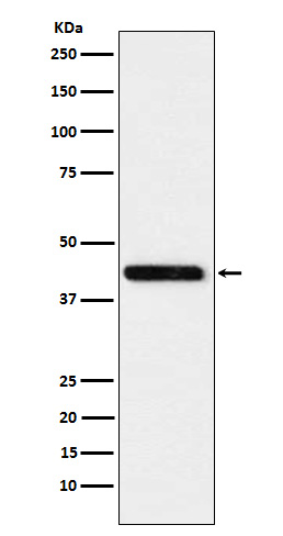 1 - Cystathionase Rabbit mAb AP78244