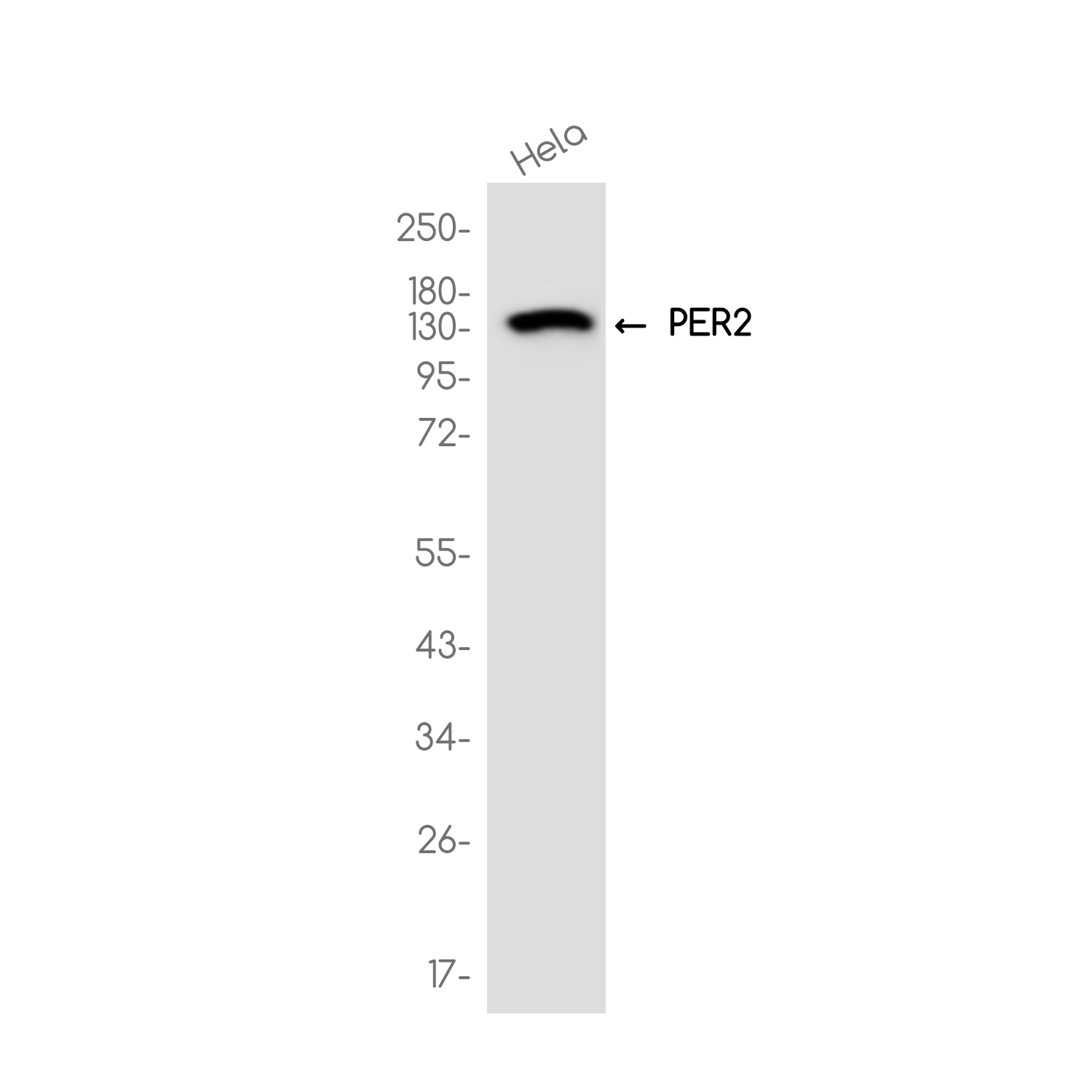 3 - PER2 Rabbit mAb AP79049