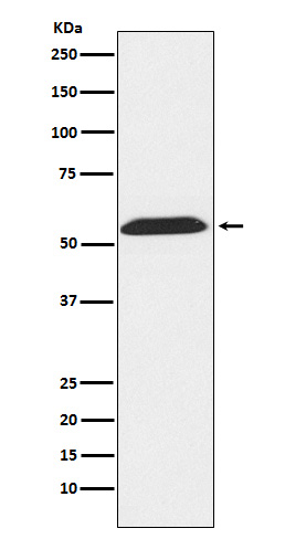 1 - Thioredoxin Reductase 2 Rabbit mAb AP78267
