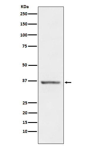1 - Stanniocalcin 1 Rabbit mAb AP78351
