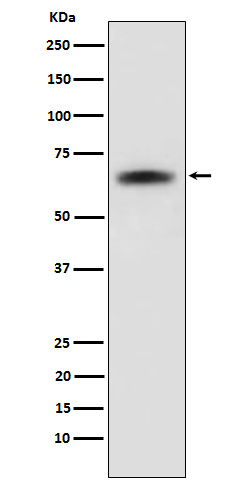 1 - SENP2 Rabbit mAb AP77027