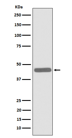 1 - ALKBH1 Rabbit mAb AP78431