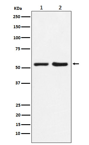 1 - P4HB Rabbit mAb AP77018