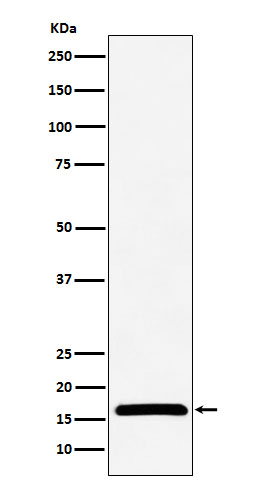 1 - NME2 Rabbit mAb AP78492