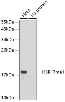 1 - MonoMethyl-Histone H3 (Arg17) Rabbit mAb AP77004