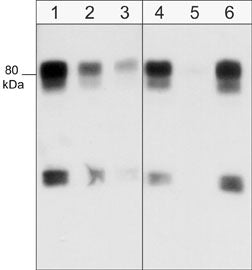 1 - Anti-WAVE1 (N-terminal region) Antibody AN2022