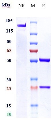 1 - Anti-MUC1 Reference Antibody (clivatuzumab) APR10055