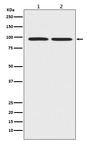 1 - beta Catenin Antibody  AP90066