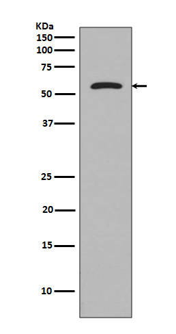 1 - Tau Antibody AP90089