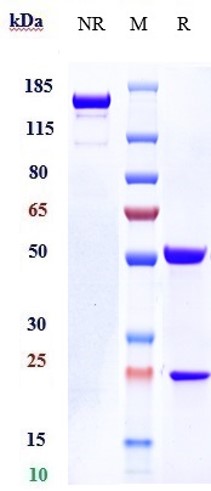 1 - Anti-IL-31Ra Reference Antibody (nemolizumab) APR10127