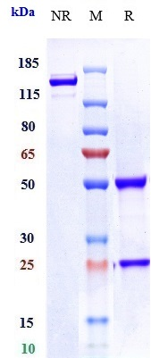 1 - Anti-LIV-1 / SLC39A6 Reference Antibody (ladiratuzumAb) APR10131