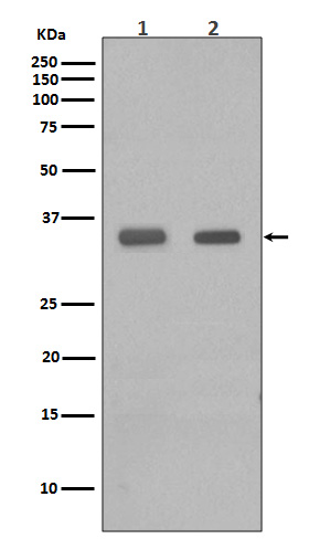 1 - CEBP Beta Antibody AP90131
