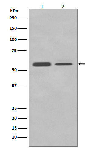 1 - PTBP2 Antibody AP90140