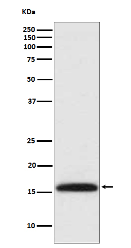 1 - Histone H3 (di methyl K4) Antibody AP90181