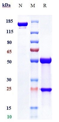 1 - Anti-PVRIG Reference Antibody (COM701) APR10194
