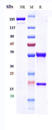 1 - Anti-MSPR / RON / CD136 Reference Antibody (H5B14) APR10199