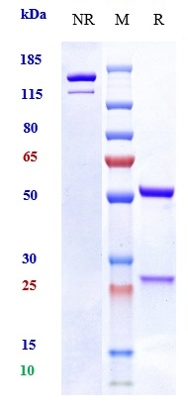 1 - Anti-OSMR Reference Antibody (vixarelimab) APR10201