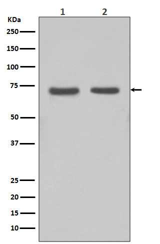 1 - FUBP1 Antibody AP90200