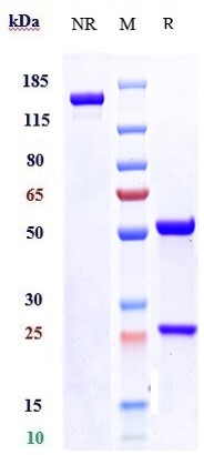 1 - Anti-SLITRK6 Reference Antibody (sirtratumab) APR10212