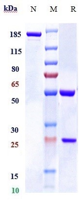 1 - Anti-STAB1 Reference Antibody (bexmarilimab) APR10213