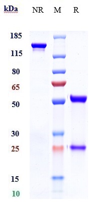 1 - Anti-TROP2 Reference Antibody (sacituzumab) APR10216